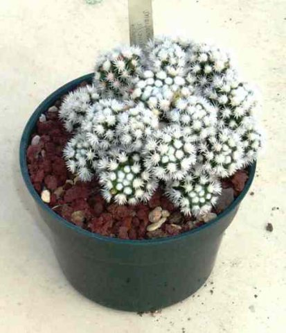 Mammillaria_gracilis_monstrosa